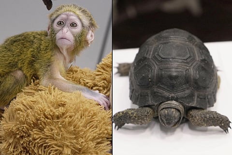 DeBrazza monkey and turtle found in bag of passenger who was caught at Chennai airport 