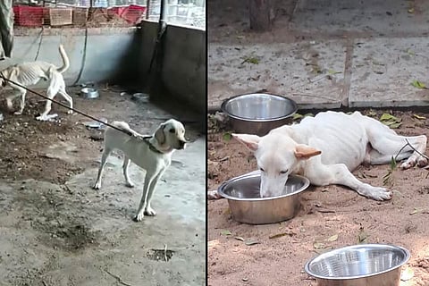 Pictures from Chennai pet shelter where animals were dying of hunger