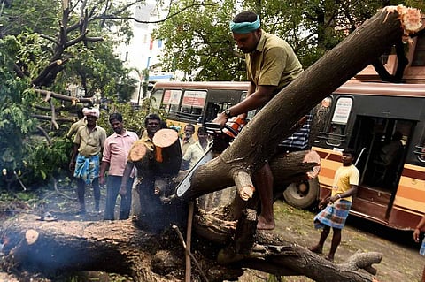 GCC workers cutting trees after complaints