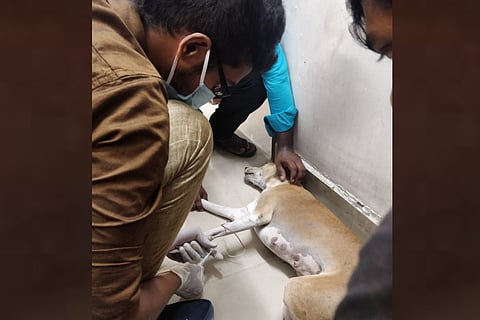 Pet diagnostics
