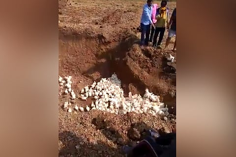 Watch: Thousands of chickens buried alive in Karnataka over coronavirus fears