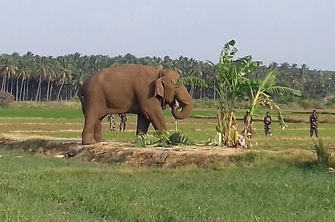 Chinnathambi to be sent to elephant camp? Madras HC orders capture of the jumbo