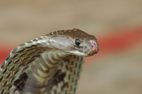 Commercial antivenom used in India ‘largely ineffective’, finds IISc study