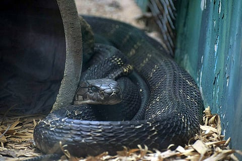 King cobra