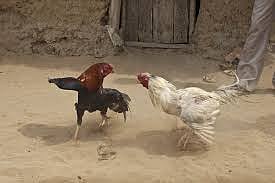 "I want a knife-less, gambling free cock fight to continue tradition" says chief petitioner