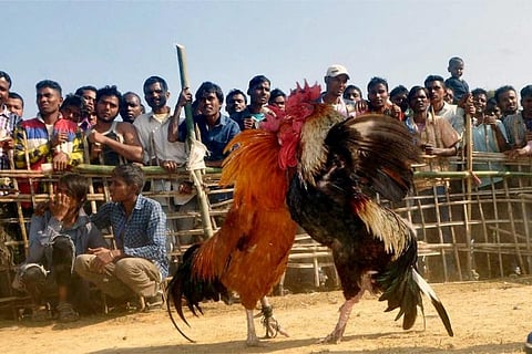 Cockfight organisers will be arrested, Andhra district SP warns 