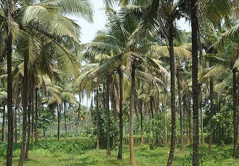 K'taka govt plans to market ‘neera’ to earn Rs 4,500 crore income