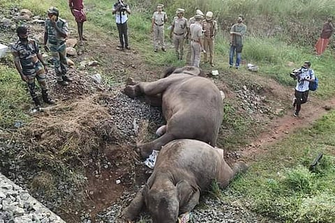 Carcasses of two elephants that were hit by a train