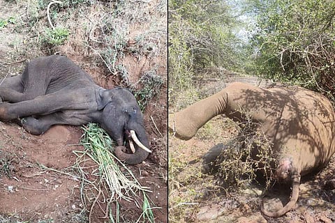 Coimbatore elephant deaths