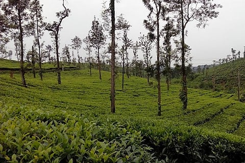 Tea production likely to fall by 100 million kg due to lockdown