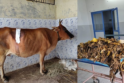 52 kg of plastic removed from cow's stomach in TN, surgery lasted for over 5 hours 