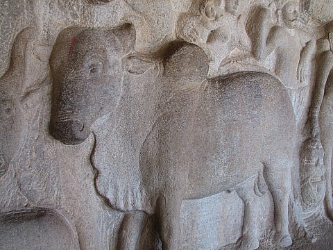 Beef in Tamizhagam: How was cow slaughtered and beef consumed in ancient Tamil Nadu?