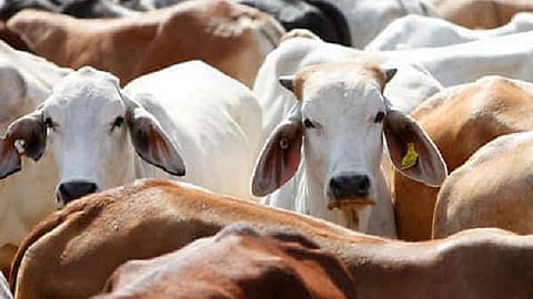 Representative image of cows