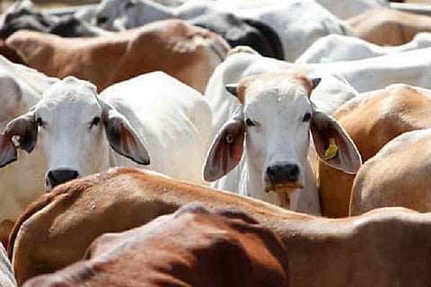 Representative image of cows in a pen