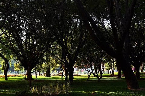 Cubbon Park 