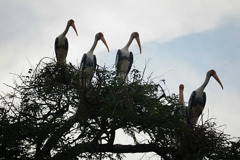 Four Siberian birds sitting on a branch of a tree