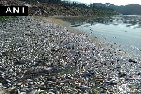 Several dead fish, snails found floating in Bengaluru’s Madiwala Lake