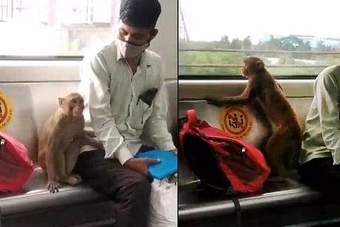 Monkey sitting on a seat on Delhi metro train