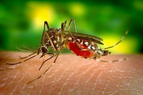 Dengue cases spike in Bengaluru by 12% in just 4 days, 563 new cases reported 