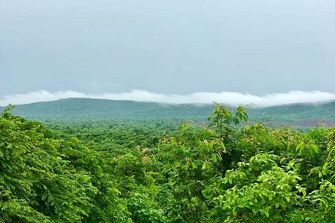 Green trees with hill shrouded in clouds in the background