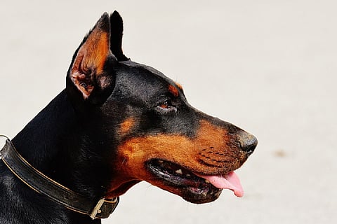 Sniffer dog runs 12 km, helps nab murder accused in Karnataka