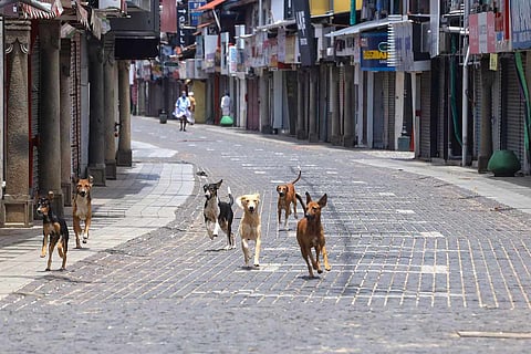 Street dogs in Kozhikode 