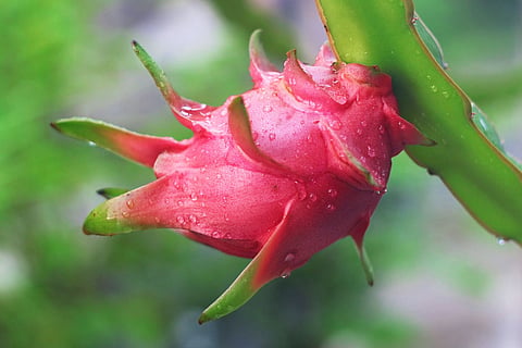 Dragon fruit