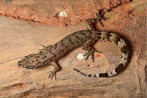 Bengaluru herpetologist-led team discovers six new species of Dravidogecko lizard