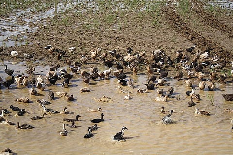 Ducks 