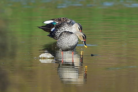 Ducks in the Pallikaranai wetlands near Chennai: One million birds of 80 species identified in first phase of Tamil Nadu bird census