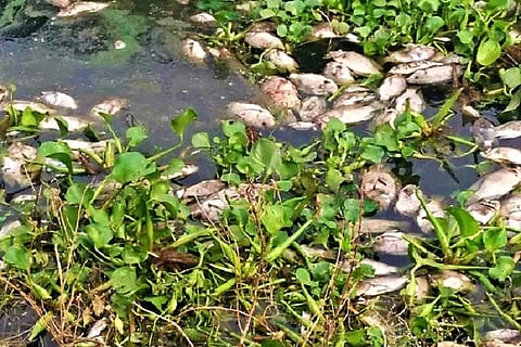 Fish kill in Hyd lakes due to leachate from city dumpyard, GHMC steps in