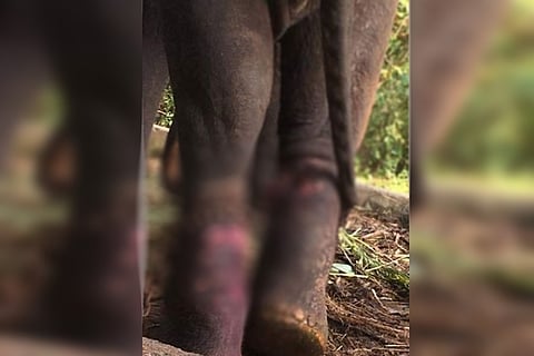 Tortured, neglected and starved: Kerala HC to decide fate of temple elephant Neelakantan