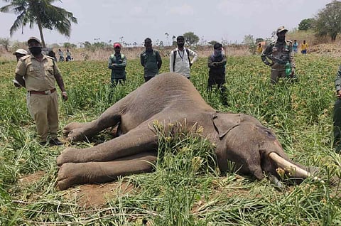 A dead elephant 