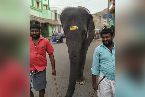 Elephant Deivanai which trampled to death mahout in TN to be sent back to Assam