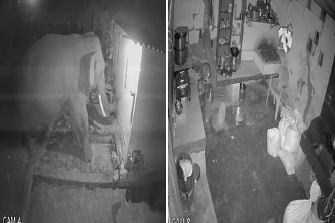 CCTV screengrab: Elephant breaks kitchen wall in Tamil Nadu, steals sack of food