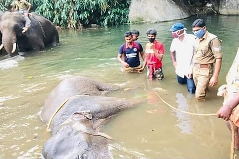 Pregnant elephant's killing not the first: Cruel practice of snaring rampant in forests