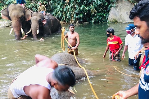 Pregnant Kerala elephant: Eyewitnesses recount days leading up to death 
