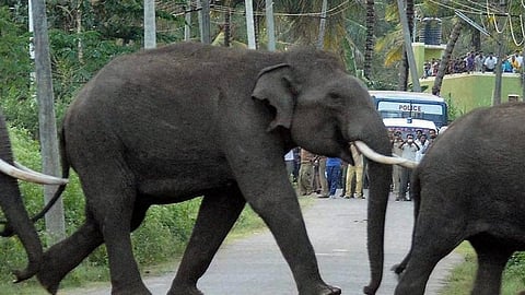 Elephant dies after being run over by train in Tamil Nadu