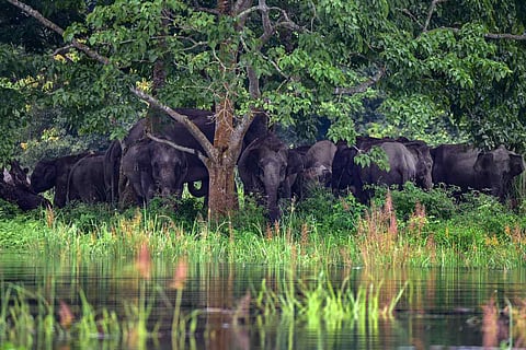 Elephants in the forest