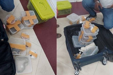 Exotic Animals seized in Airport