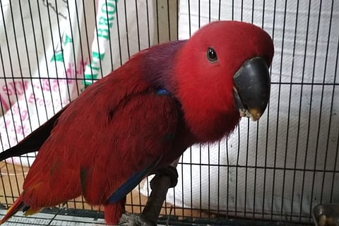 Scarlet Macaw to red iguana: Chennai Revenue Intelligence busts wildlife smugglers