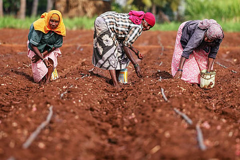 Three farmers at work on a field