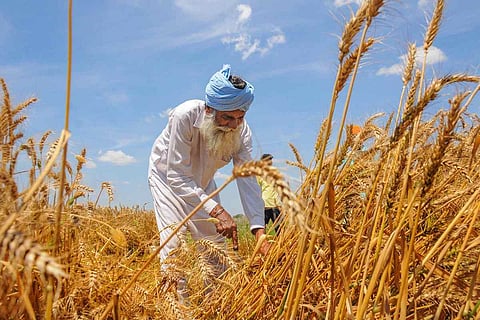 Farmer harvestie wheat
