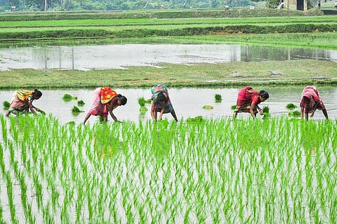 Farmers in a paddy field 