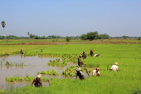 Kerala’s agriculture is at the brink of collapse. Will the communism-loving state wake up?