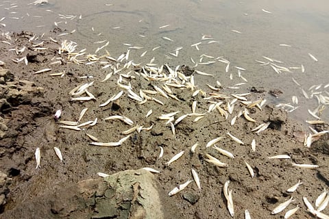Kerala continues to see fish deaths in the Periyar as authorities pass the buck