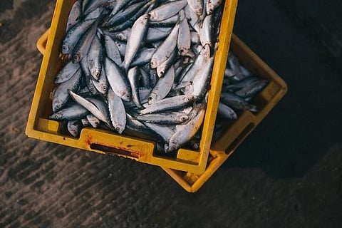 Decayed and adulterated fish enter Kerala market as fishing sector takes a hit