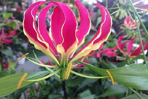TN's state flower Karthigaipoo, also known as Flame Lily, now endangered in Karnataka