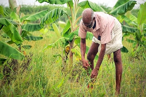 How resilient 'food forests' are helping farmers in India to improve productivity