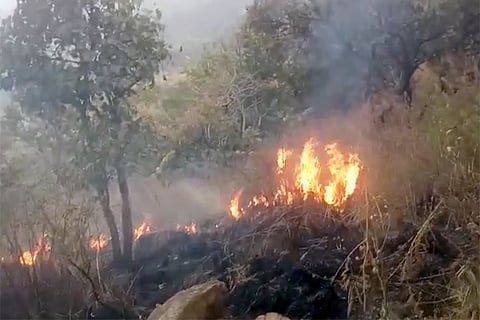 Theni Forest Fire: Kerala and Karnataka impose temporary ban on trekking